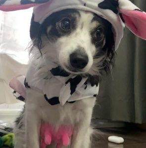 Meet your Posher, Barbara